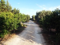 azienda agricola cracchiolo filippo campobello