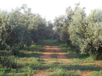 azienda agricola cracchiolo filippo campobello