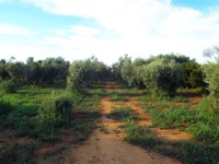 azienda agricola cracchiolo filippo campobello