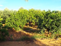 azienda agricola cracchiolo filippo campobello