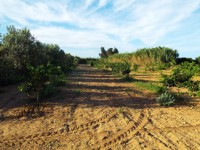 azienda agricola cracchiolo filippo campobello