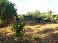 azienda agricola cracchiolo filippo campobello