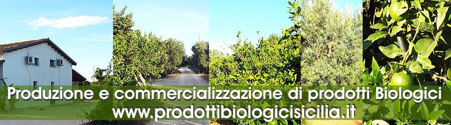produzione di agrumi biologici siciliani